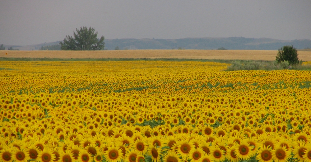 Sunflowers