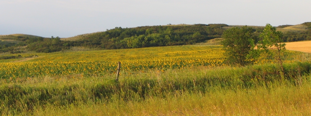 Sunflowers