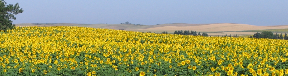 Sunflower Panorama