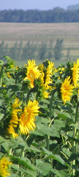 Sunflowers